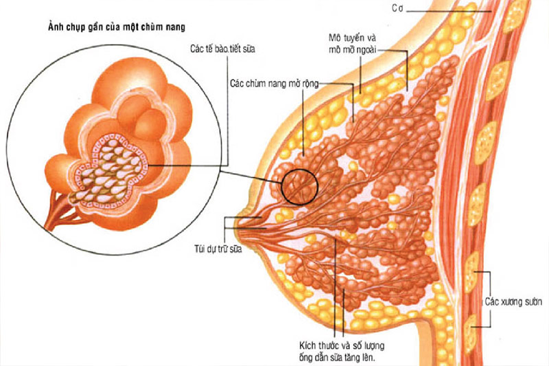 cơ chế tạo sữa mẹ của cơ thể