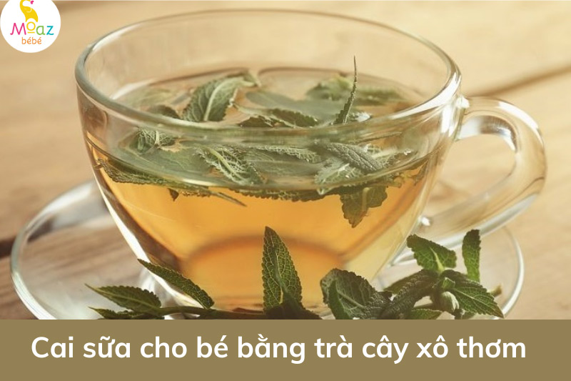 Dùng trà cây xô thơm làm mất sữa 