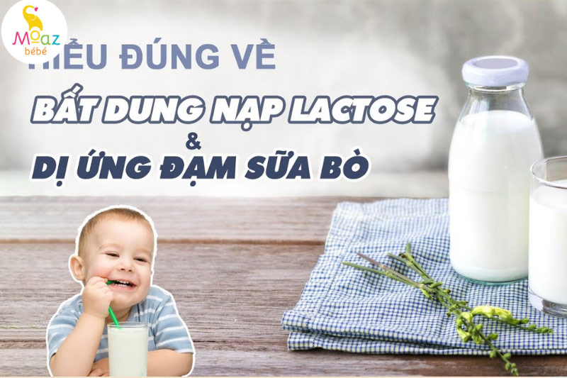 Phân biệt dị ứng đạm sữa bò và bất dung nạp lactose 