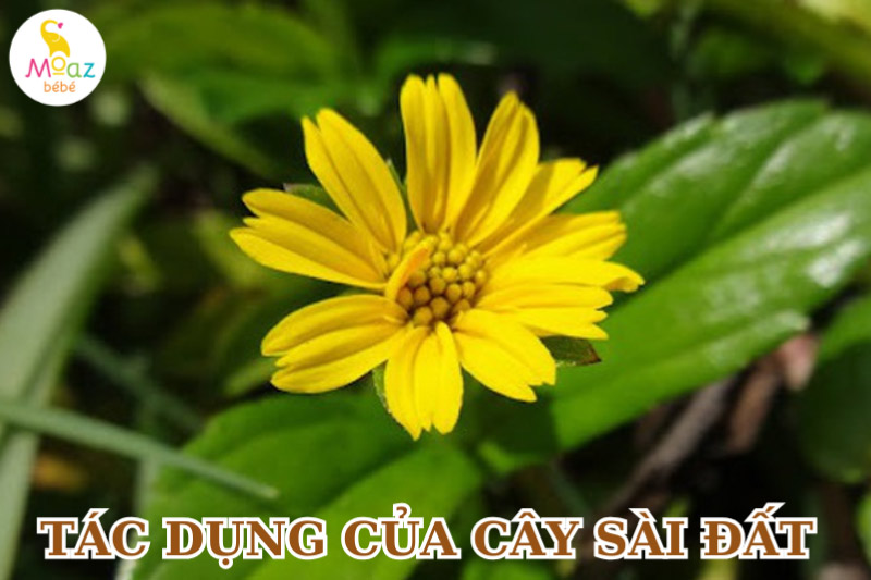 Cây sài đất có tác dụng gì?