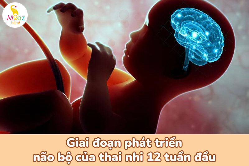 giai đoạn vàng phát triển trí não thai nhi