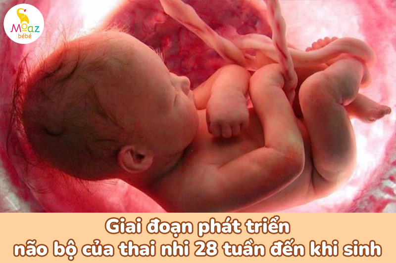 giai đoạn vàng phát triển trí não thai nhi