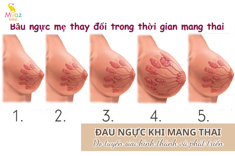 Nguyên nhân khiến mẹ bầu đau ngực khi mang thai
