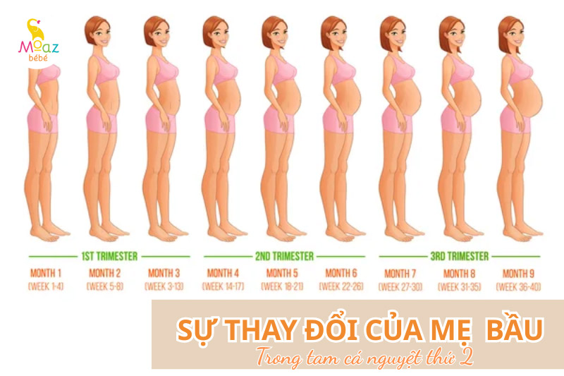 Sự thay đổi của mẹ bầu trong tam cá nguyệt thứ hai