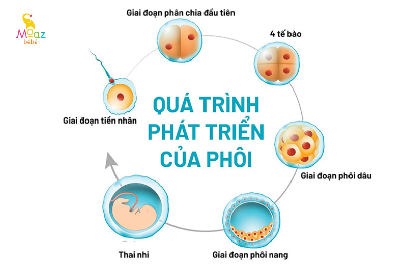 Các giai đoạn hình thành và phát triển của thai nhi