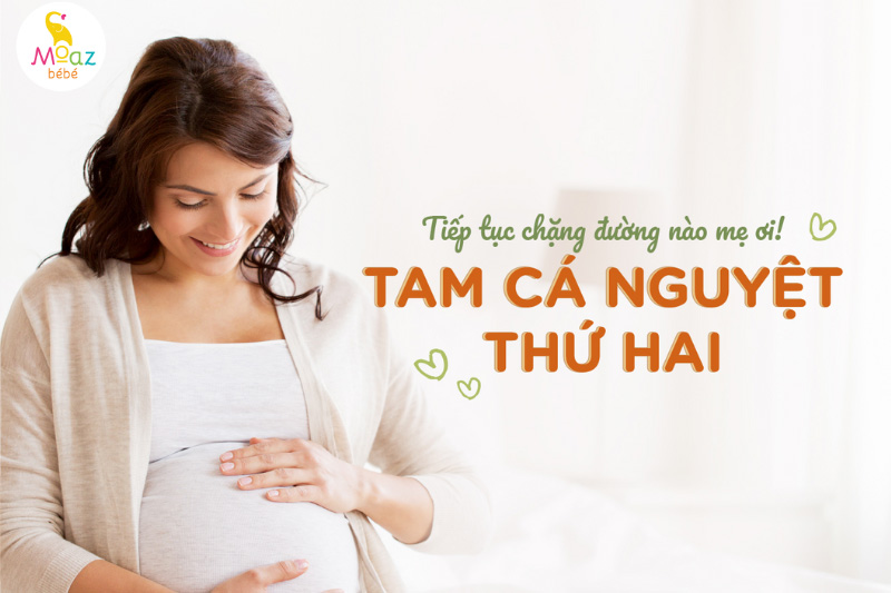 sự hình thành thai nhi trong tam cá nguyệt thứ hai