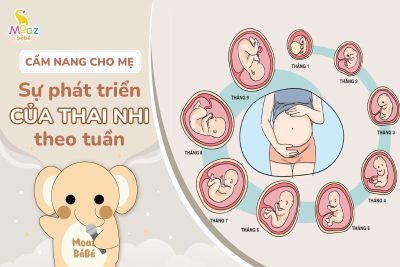 Sự phát triển của thai nhi qua từng tuần