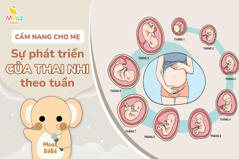 Sự phát triển của thai nhi qua từng tuần