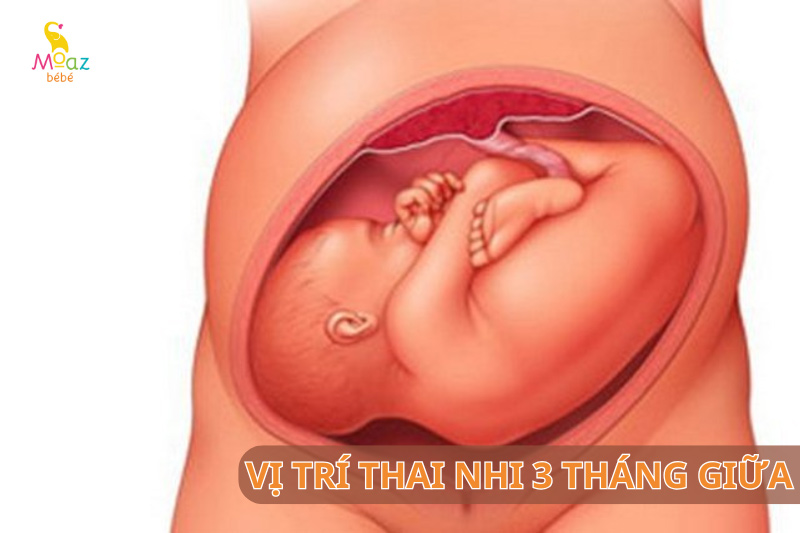 Vị trí thai nhi trong bụng mẹ 3 tháng giữa