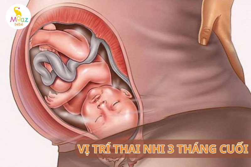 Vị trí thai nhi trong bụng mẹ 3 tháng cuối