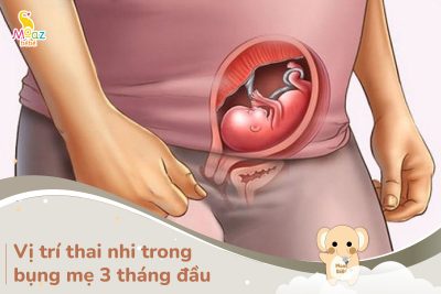 Vị trí thai nhi trong bụng mẹ 3 tháng đầu