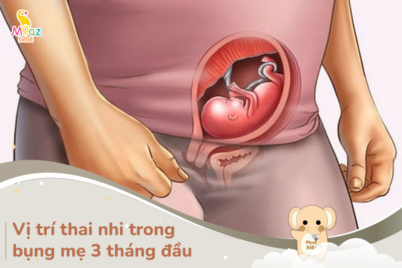 Vị trí thai nhi trong bụng mẹ 3 tháng đầu