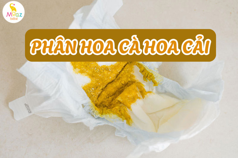 Phân hoa cà hoa cải là sao?