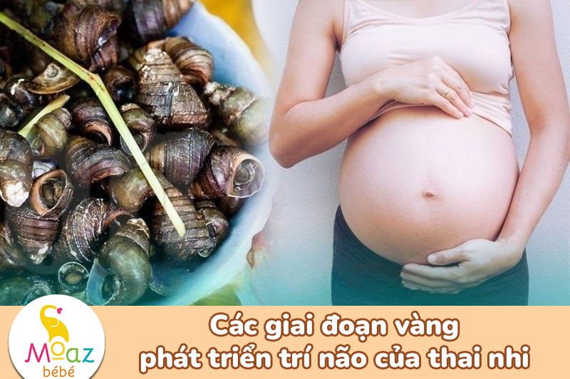Mẹ bầu ăn ốc được không? Một số loại ốc mẹ bầu cần tránh 1 Vì sao mẹ bầu thường lo ngại khi ăn ốc