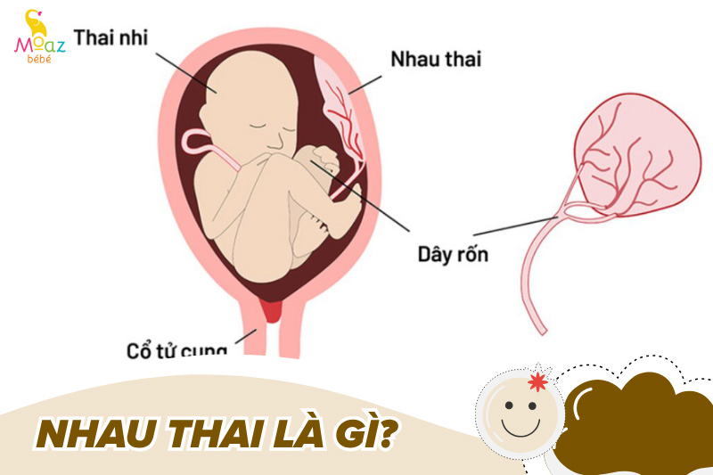 Tìm hiểu nhau thai là gì?