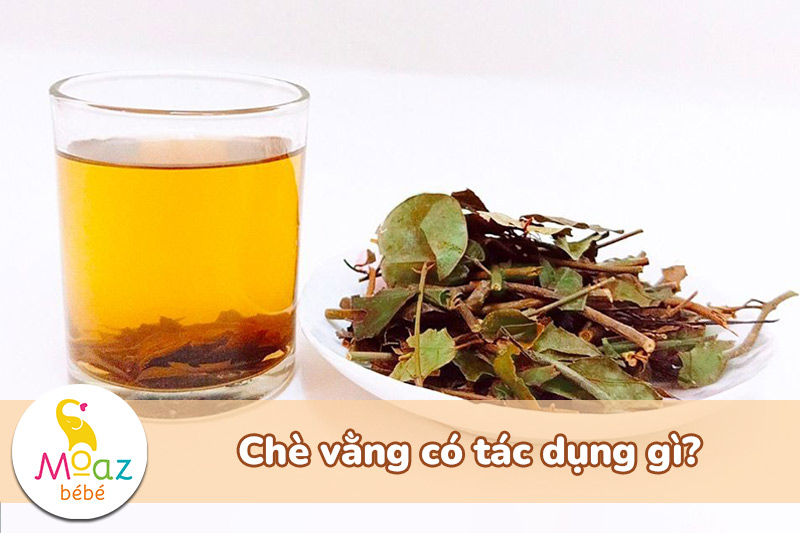 Chè vằng có tác dụng gì?