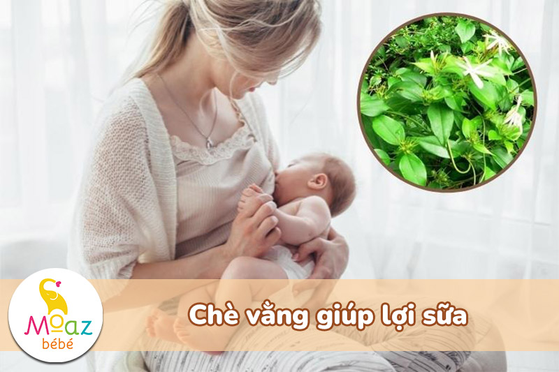 chè vằng giúp lợi sữa