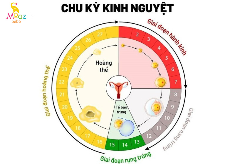 Tìm hiểu về chu kỳ kinh nguyệt và thời điểm dễ mang thai
