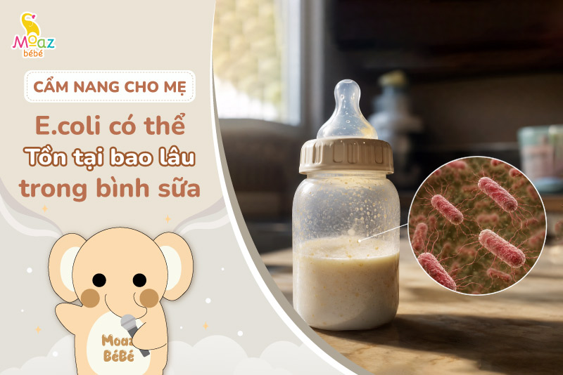 E.coli có thể tồn tại bao lâu trong bình chưa tiệt trùng? 1 E.coli có thể tồn tại bao lâu trong bình chưa tiệt trùng?