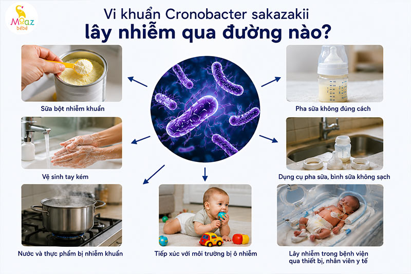 Vi khuẩn Cronobacter sakazakii lây nhiễm qua đường nào?