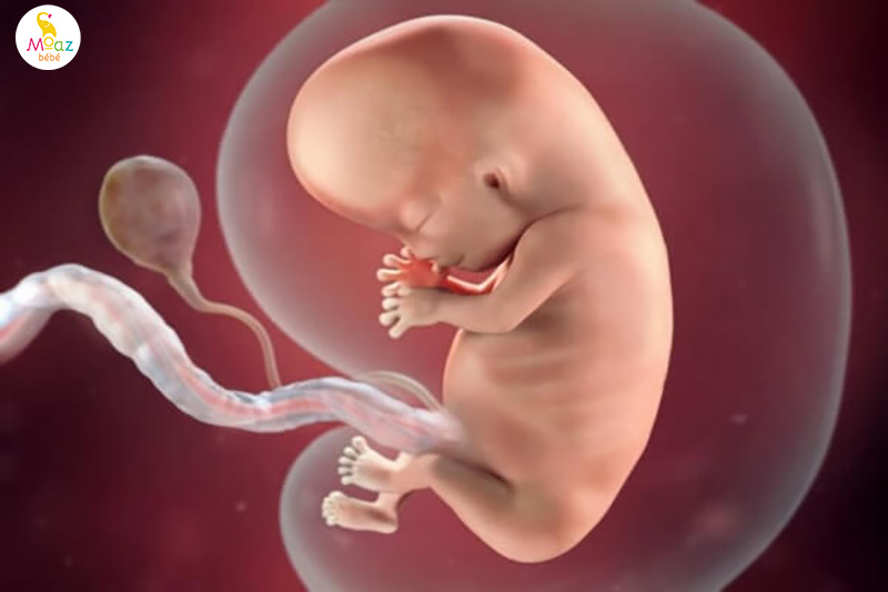 Nước ối là gì?