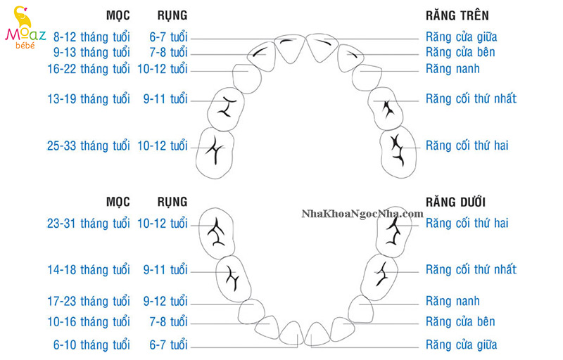 Thứ tự mọc răng của bé theo tháng tuổi mẹ nên biết 2 Thứ tự mọc răng sữa của bév